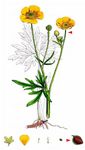 Scharfer Hahnefuß - Ranunculus acris L. 