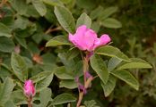 Cinnamon Rose - Rosa majalis Herrm.