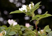False Hedge Rose - Rosa subcollina (Christ) Vuk.