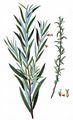 Olive Willow - Salix eleagnos Scop.
