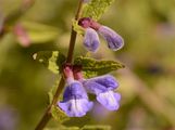 Skullcap - Scutellaria galericulata L.