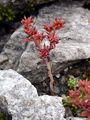 Alpen-Fetthenne - Sedum alpestre Vill.