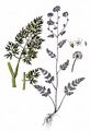 Cambridge Milk-Parsley - Selinum carvifolia (L.) L.
