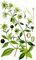 Beeren-Taubenkropf - Silene baccifera (L.) Roth