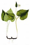 Herzblättriger Beinwell - Symphytum cordatum Willd. 