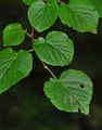 Small-Leaved Lime - Tilia cordata Mill.