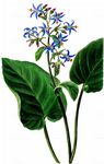 Gewöhnlicher Rauling - Trachystemon orientalis (L.) G. Don 