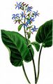 Abraham-Isaac-Jacob - Trachystemon orientalis (L.) G. Don