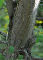 European White-Elm - Ulmus laevis Pall.