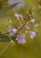 Blue Water-Speedwell - Veronica anagallis-aquatica L.