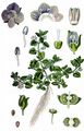 Grey Field-Speedwell - Veronica polita Fr.