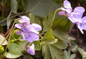 Wald-Veilchen - Viola reichenbachiana Boreau