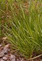 Berg-Lauch - Allium lusitanicum Lam.