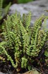 Braungrüner Streifenfarn - Asplenium adulterinum Milde 
