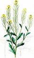 American Winter-Cress - Barbarea verna (Mill.) Asch.