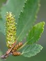Strauch-Birke - Betula humilis Schrank