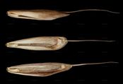 Meadow Brome - Bromus commutatus Schrad.
