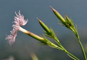 Prachtnelke - Dianthus superbus L.