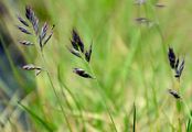 Darkviolet Fescue - Festuca melanopsis Foggi & al.
