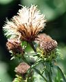 German Fleabane - Inula germanica L.