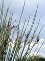 Sea Rush - Juncus maritimus Lam.