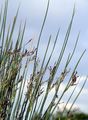 Sea Rush - Juncus maritimus Lam. 