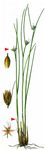 Dreispaltige Binse - Juncus trifidus L. 