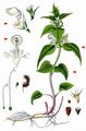 White Dead-Nettle - Lamium album L.
