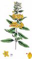 Dotted Loosestrife - Lysimachia punctata L.