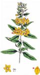 Drüsiger Gilbweiderich - Lysimachia punctata L. 