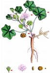 Kleinblütige Malve - Malva pusilla Sm. 
