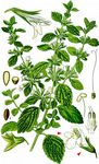 Zitronen-Melisse - Melissa officinalis L. 