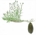 Österreichische Miere - Minuartia austriaca (Jacq.) Hayek