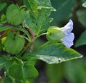Apple-Of-Peru - Nicandra physalodes (L.) Gaertn.