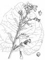Wild Tobacco - Nicotiana rustica L.