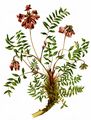 Berg-Fahnenwicke - Oxytropis jacquinii Bunge
