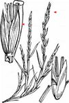 Gekrümmter Dünnschwanz - Parapholis strigosa (Dumort.) C. E. Hubb. 