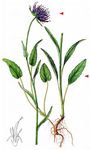 Kugelige Teufelskralle - Phyteuma orbiculare L. 