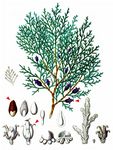 Morgenländischer Lebensbaum - Platycladus orientalis (L.) Franco 