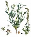 Wild Mignonette - Reseda lutea L.