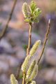 Bäumchen-Weide - Salix waldsteiniana Willd.