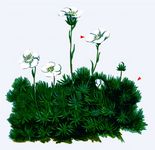 Bursers Steinbrech - Saxifraga burseriana L. 