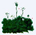 Burser's Saxifrage - Saxifraga burseriana L.