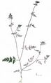 Knotted Hedge-Parsley - Torilis nodosa (L.) Gaertn.