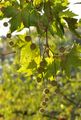 Platanus x hispanica (Gewöhnliche Platane) - kugelige Fruchtstände
