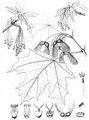 Sugar Maple - Acer saccharum Marshall
