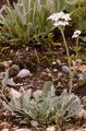 Bittere Schafgarbe - Achillea clavennae L.