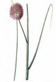 Round-Headed Leek - Allium sphaerocephalon L.