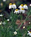 Corn Chamomile - Anthemis arvensis L.