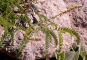 Stemless Milk Vetch - Astragalus exscapus L.